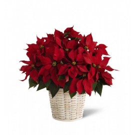 Poinsettia Rouge